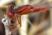 Red and Blue Damsel (Xanthagrion erythroneurum)